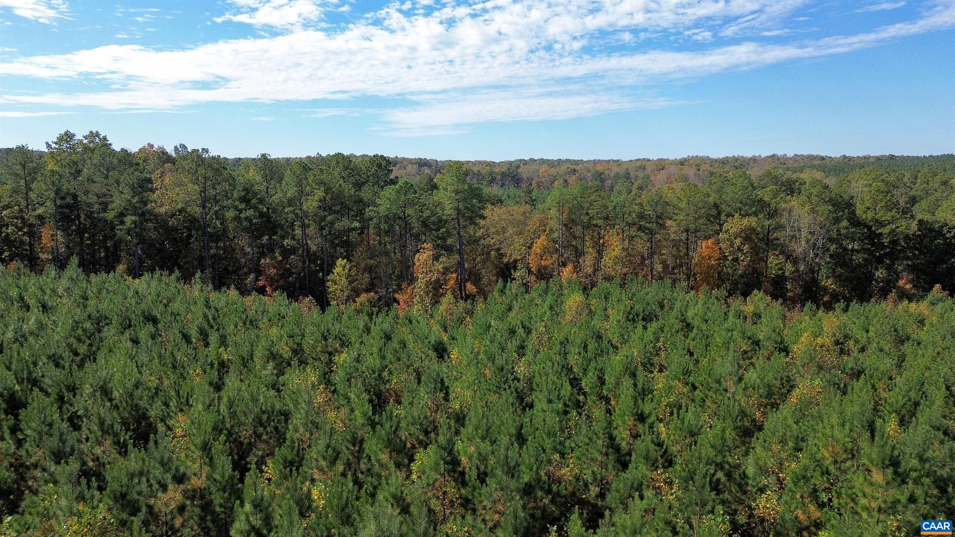Tba Ridge Road Arvonia, VA 23004 - Photo 49 of 50 a view of a lush green forest with lots of trees