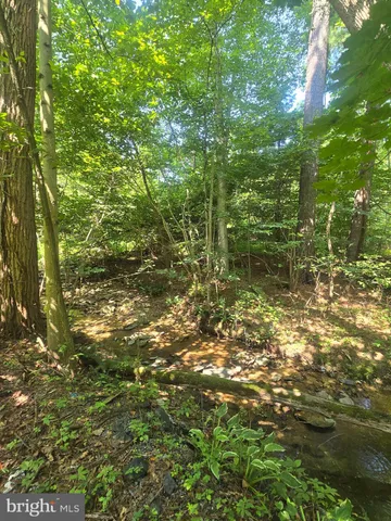 a view of a tree in a yard