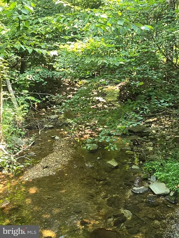 a view of a large tree