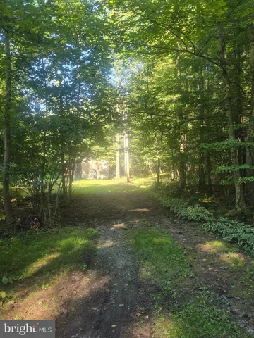 a view of a trees with a yard