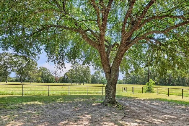 a view of a park with large trees