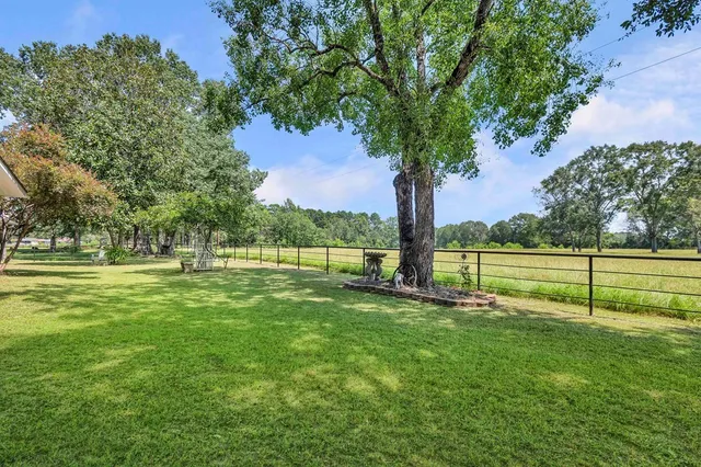 a view of a park with large trees