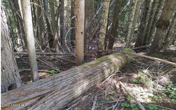 317 East Ridge Road St. Maries, ID 83861 - Photo 6 of 10 More timber