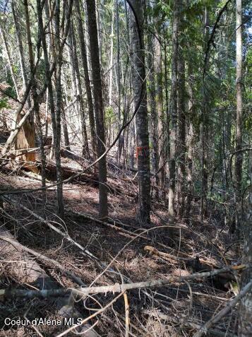 317 East Ridge Road St. Maries, ID 83861 - Photo 8 of 10 Timber on slope