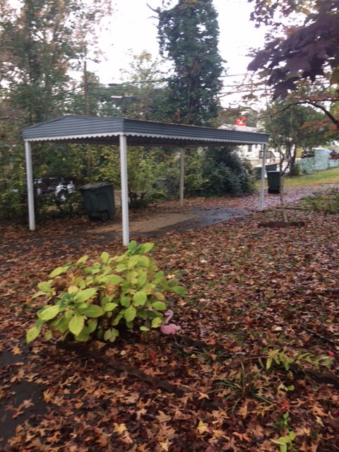 Back yard