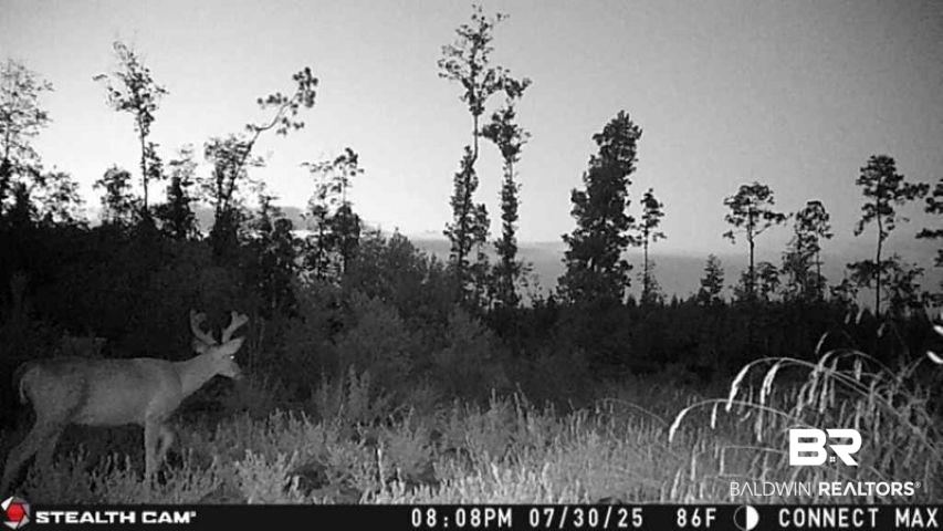 0 County Road 112 Robertsdale, AL 36567 - Photo 5 of 33 View of local wilderness