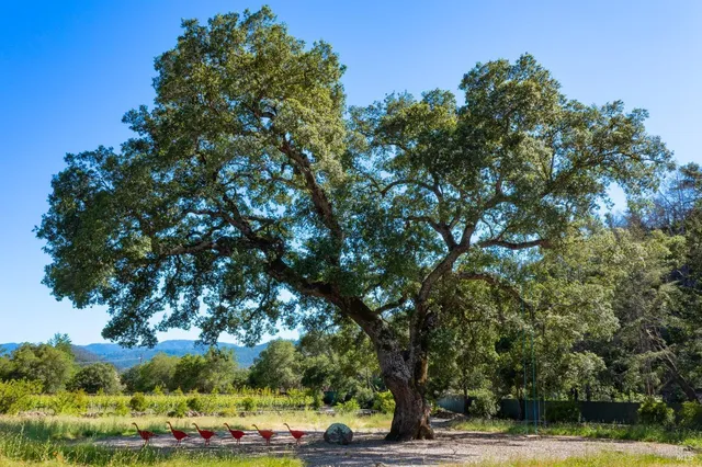 a view of a yard with a tree