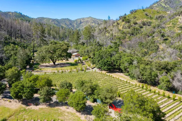 a view of a bunch of trees and bushes