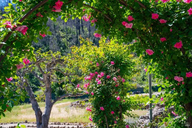 a view of a backyard with plants and a tree