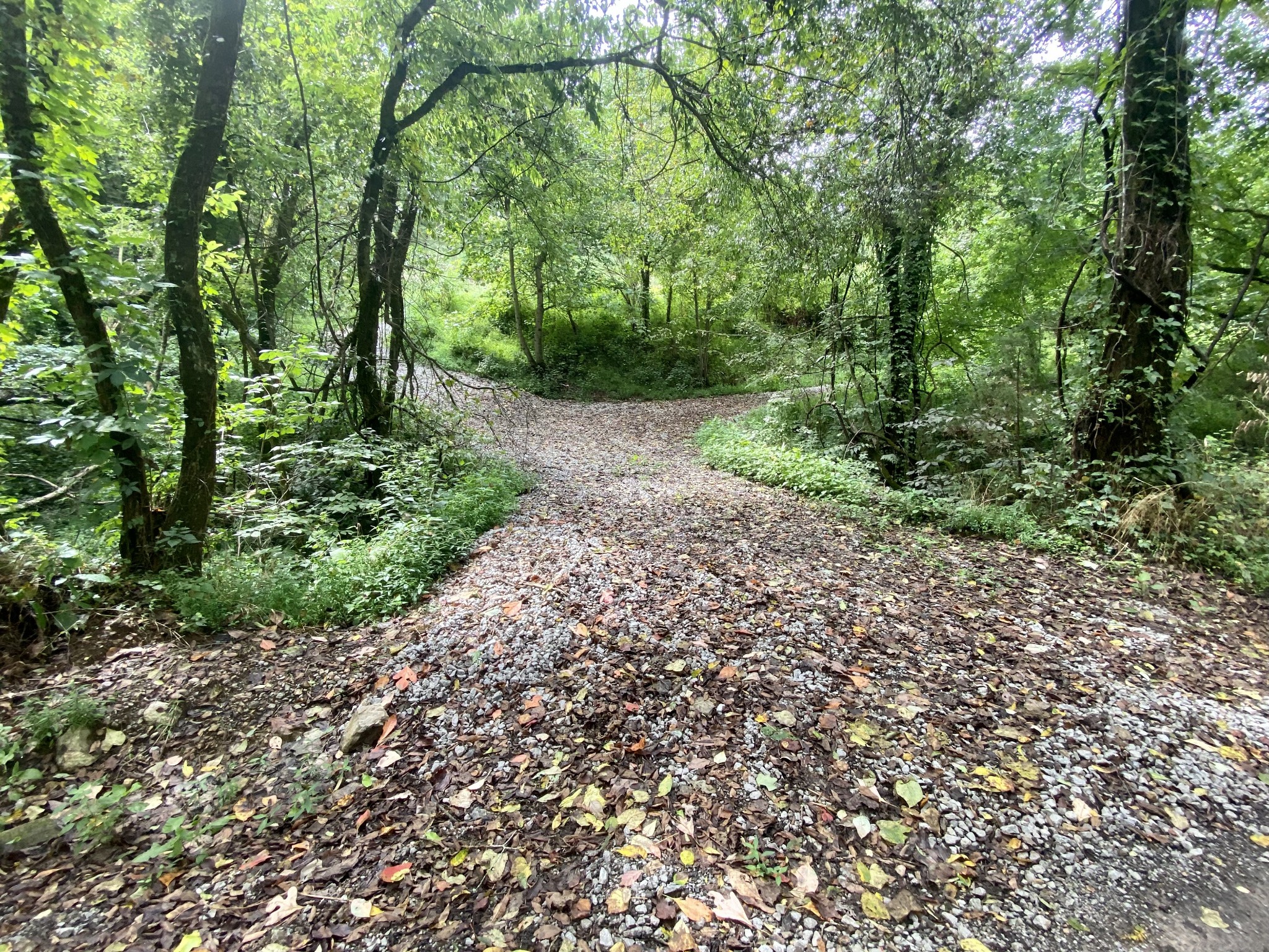 2445 Adamson Branch Road Liberty, TN 37095 - Photo 1 of 5 a big yard with lots of green space and deers