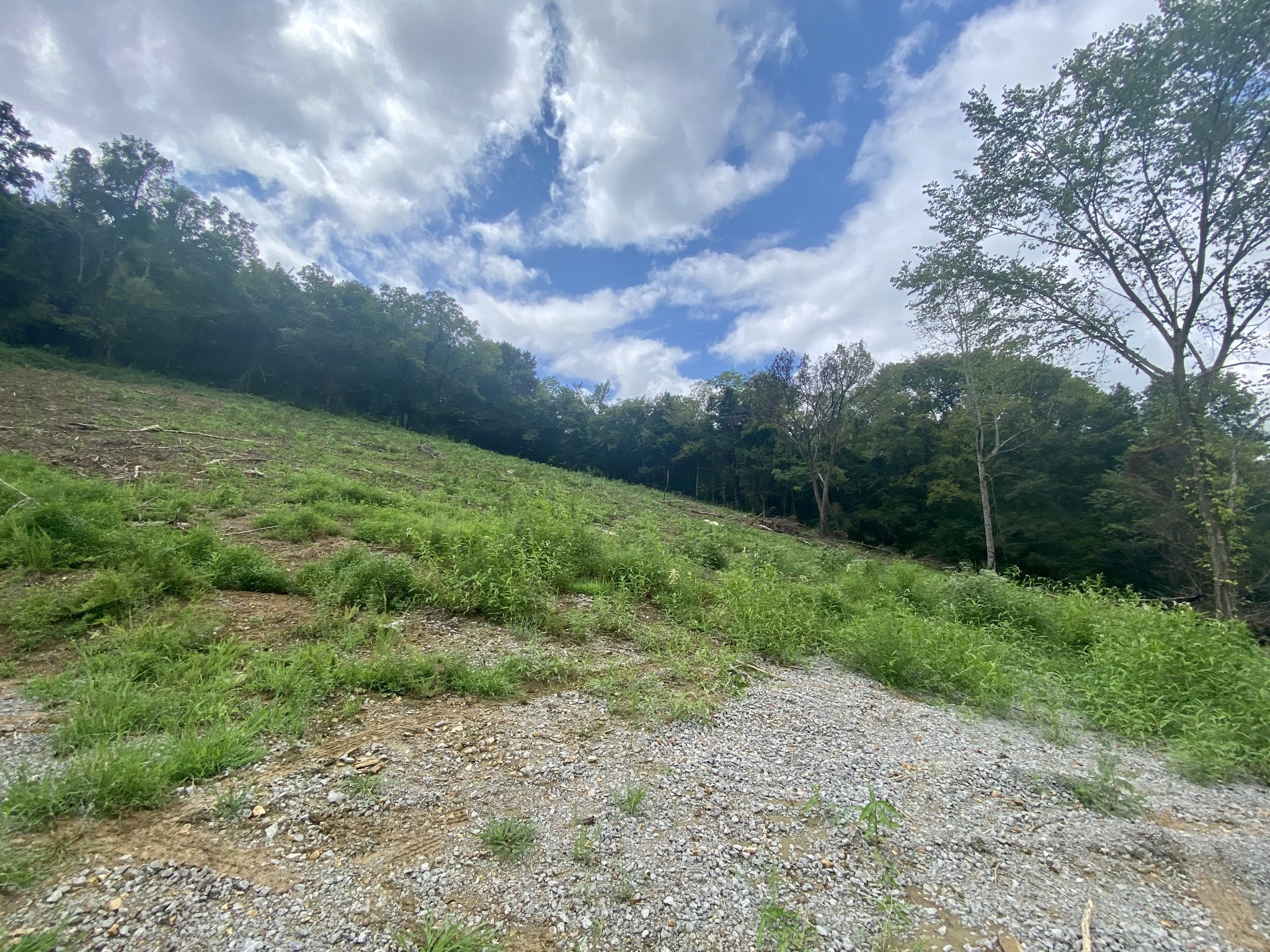 2445 Adamson Branch Road Liberty, TN 37095 - Photo 4 of 5 a view of a big yard with plants and large trees