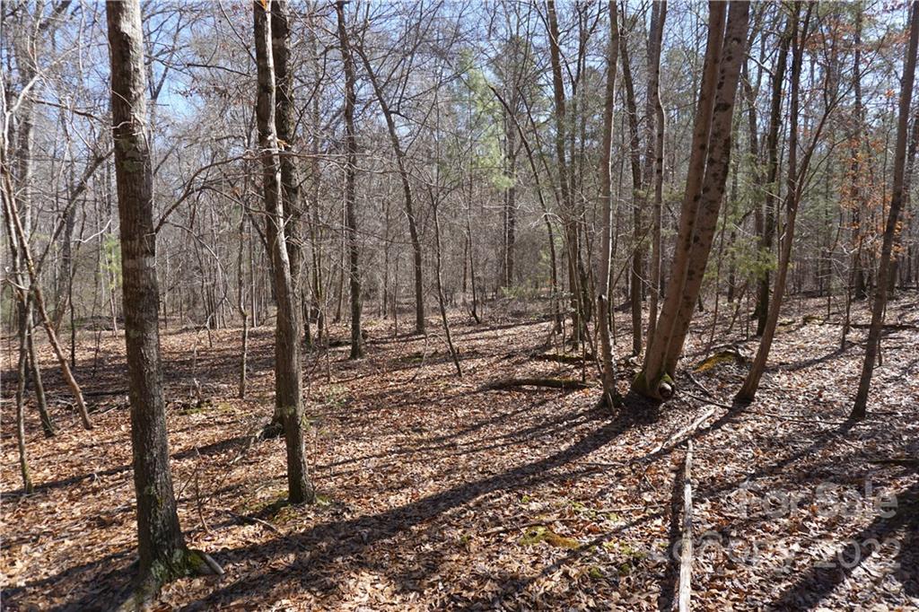66 /- Acres Bate Harvey Road Clover, SC 29710 - Photo 20 of 29 a view of a forest filled with trees