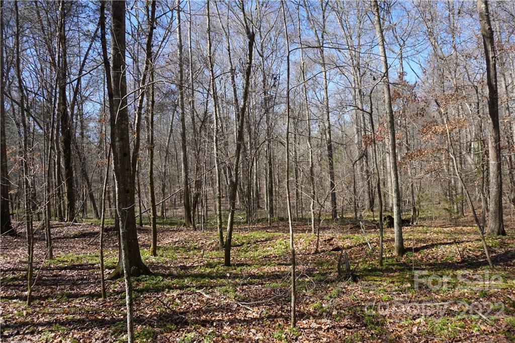 66 /- Acres Bate Harvey Road Clover, SC 29710 - Photo 26 of 29 a view of a forest