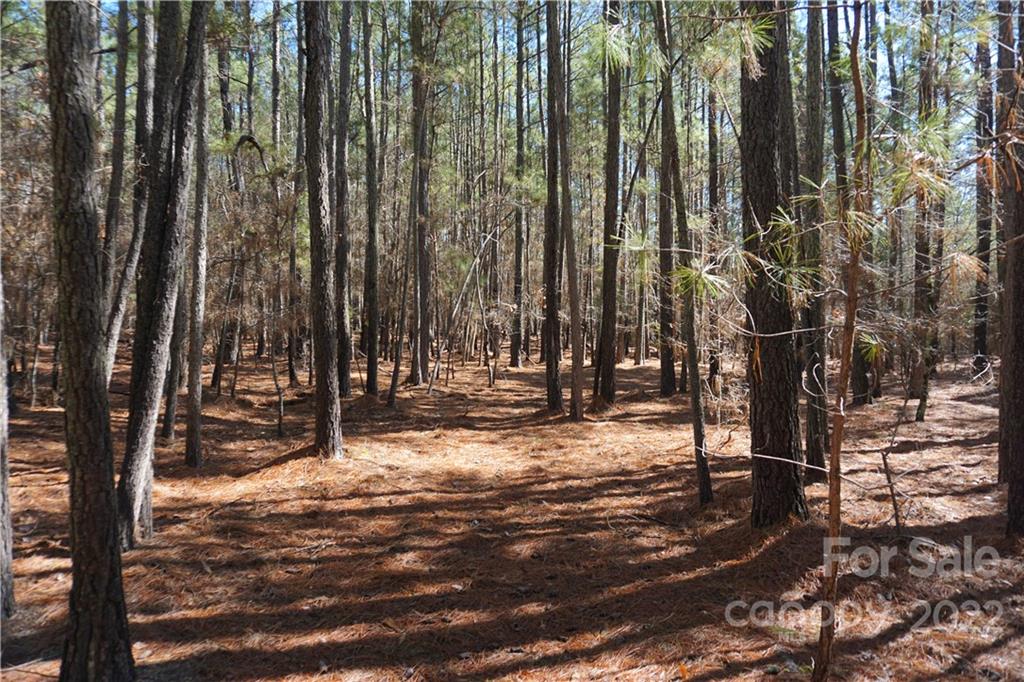 66 /- Acres Bate Harvey Road Clover, SC 29710 - Photo 8 of 29 a view of a yard with trees