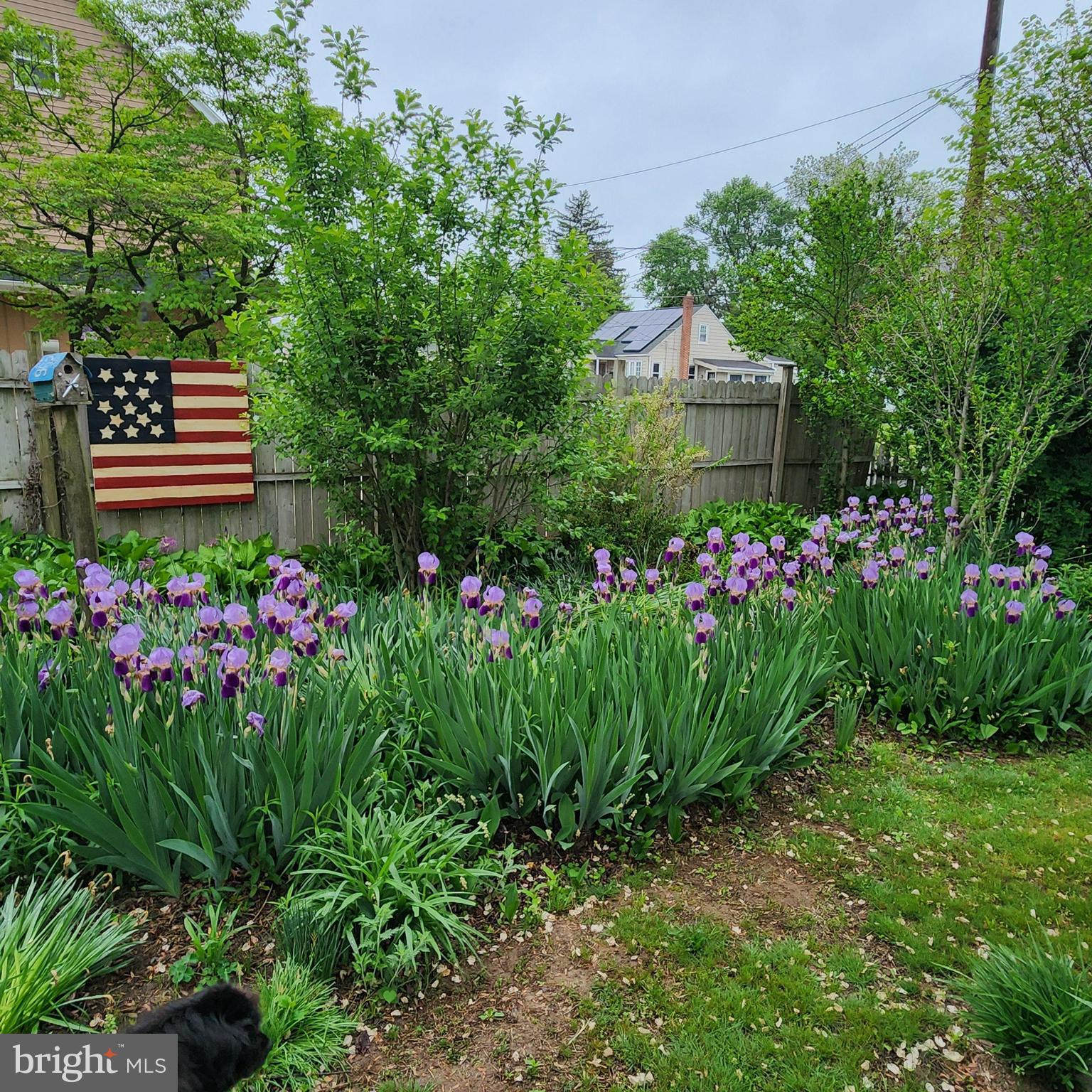 635 Laurel Street Delanco, NJ 08075 - Photo 37 of 45 a view of a flower in a garden
