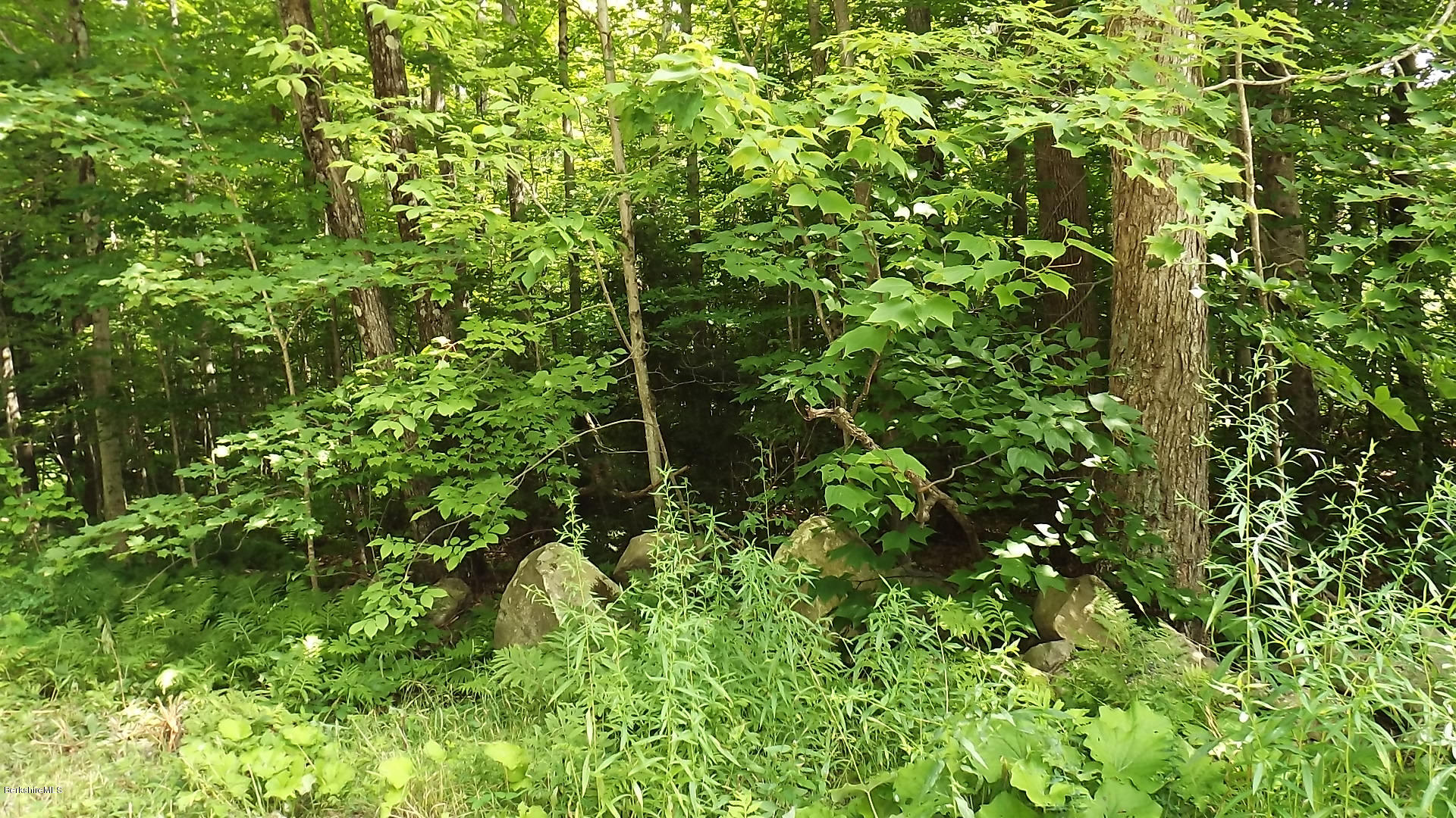 158 Captain Whitney Road Becket, MA 01223 - Photo 2 of 7 a backyard of a house with lots of plants