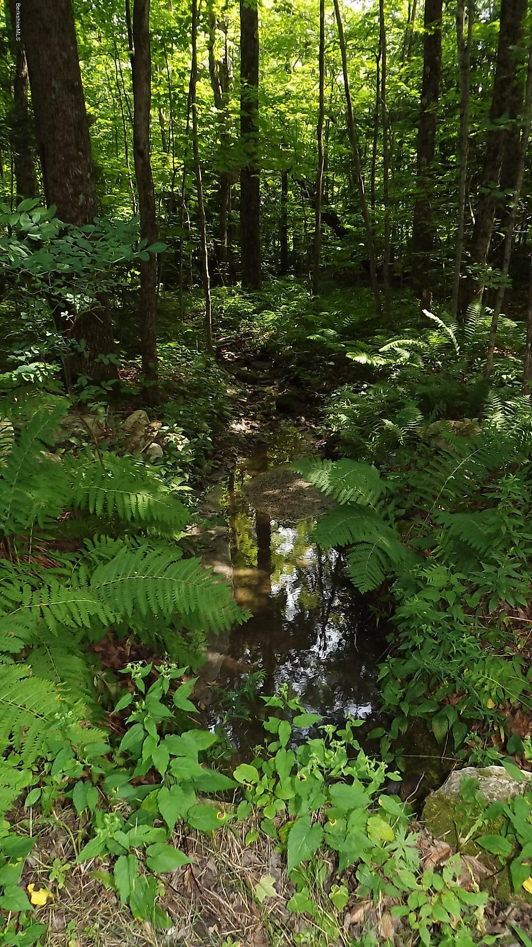158 Captain Whitney Road Becket, MA 01223 - Photo 4 of 7 a view of a forest