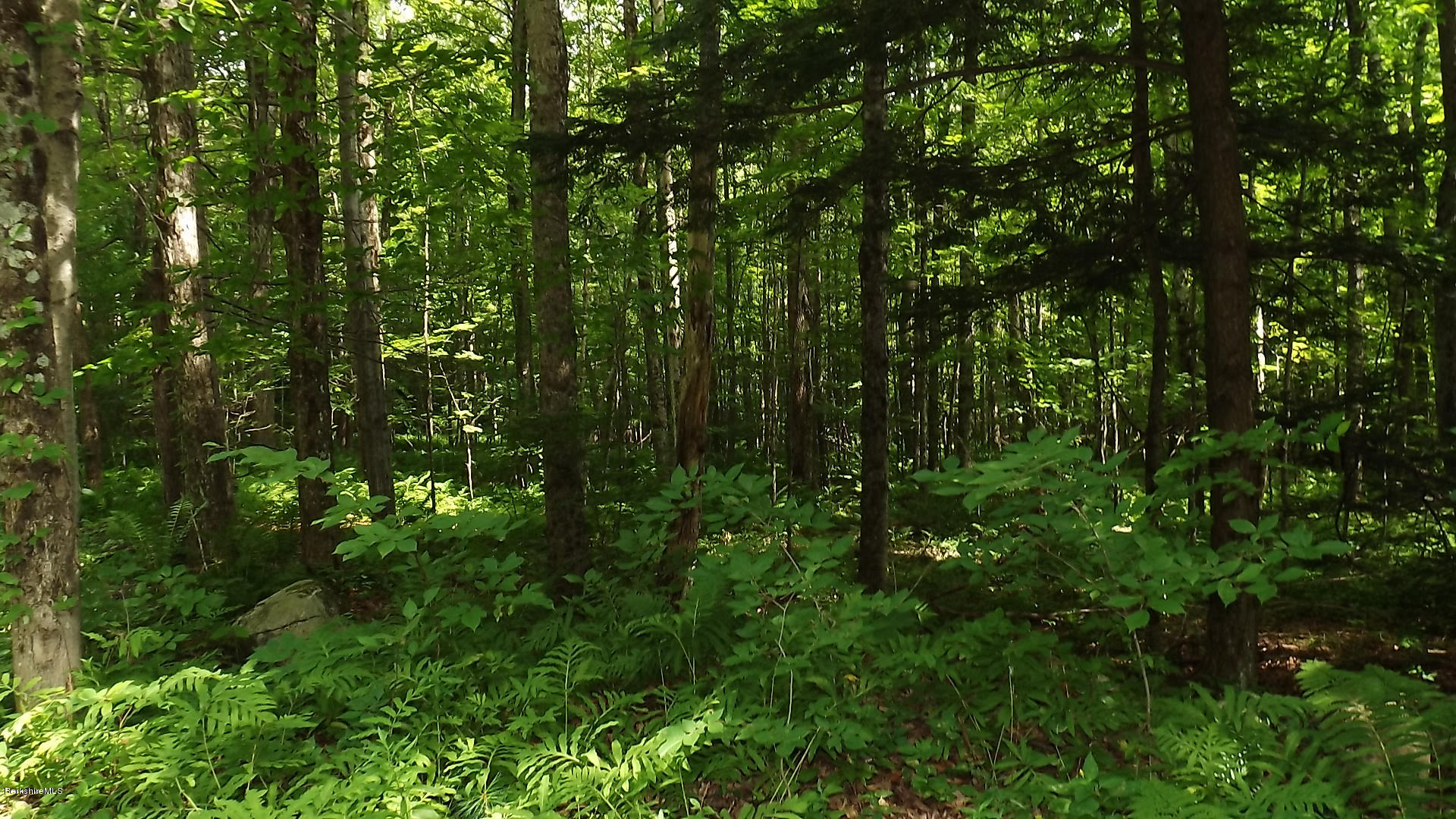 158 Captain Whitney Road Becket, MA 01223 - Photo 5 of 7 a view of a lush green forest