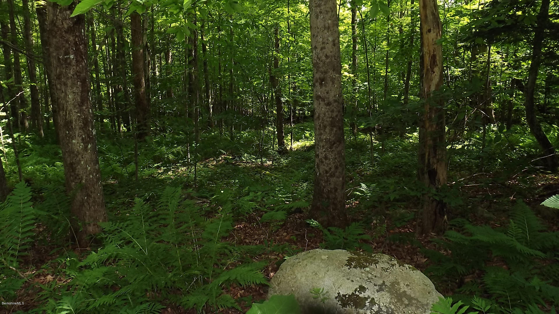 158 Captain Whitney Road Becket, MA 01223 - Photo 7 of 7 a view of a forest that has large trees