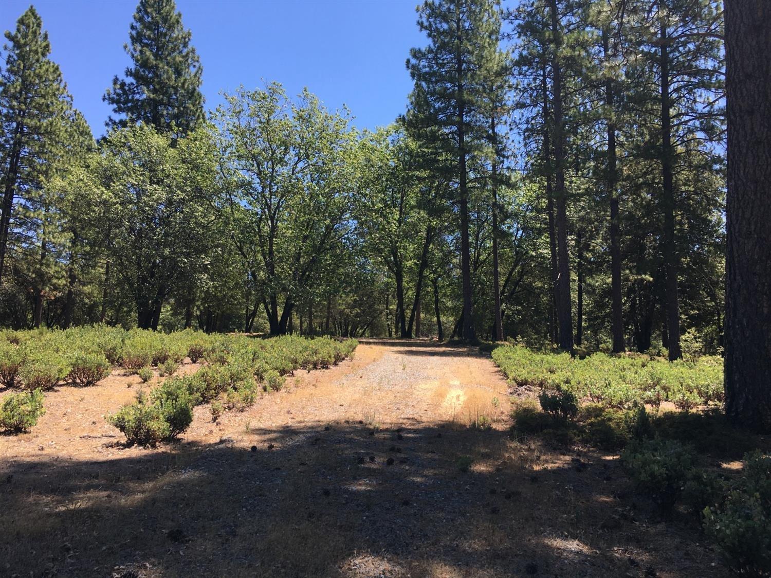 0 Ridge Road Mokelumne Hill, CA 95248 - Photo 3 of 14