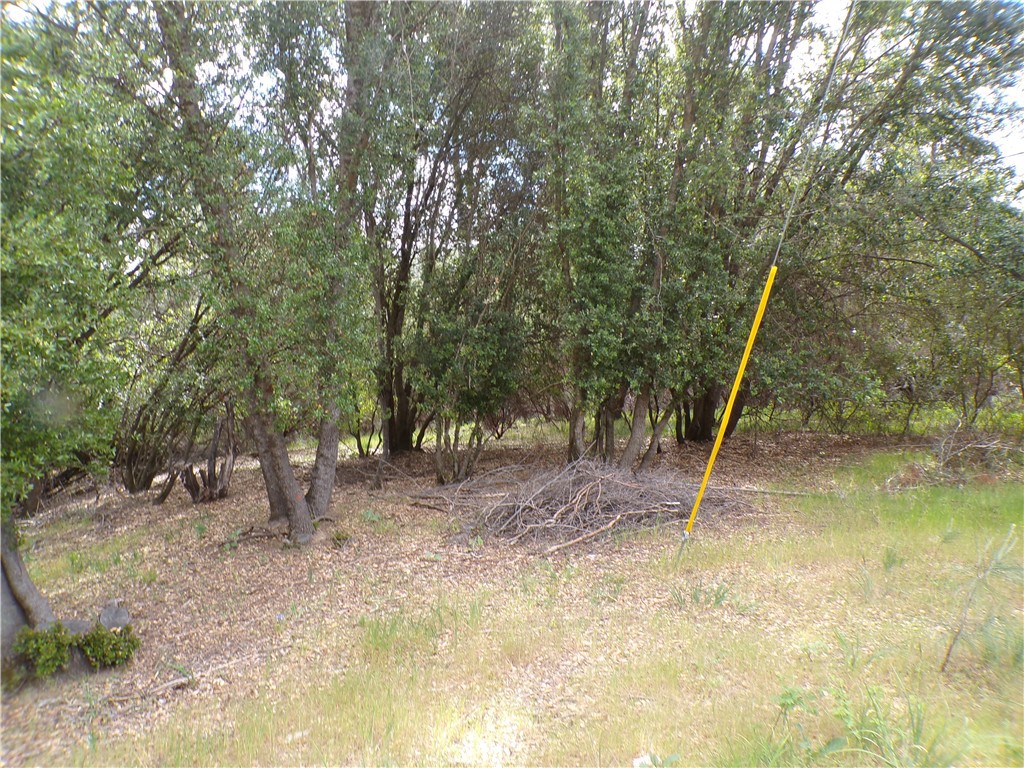 17472 Cache Creek Road Clearlake Oaks, CA 95423 - Photo 4 of 4 a view of a yard with a tree