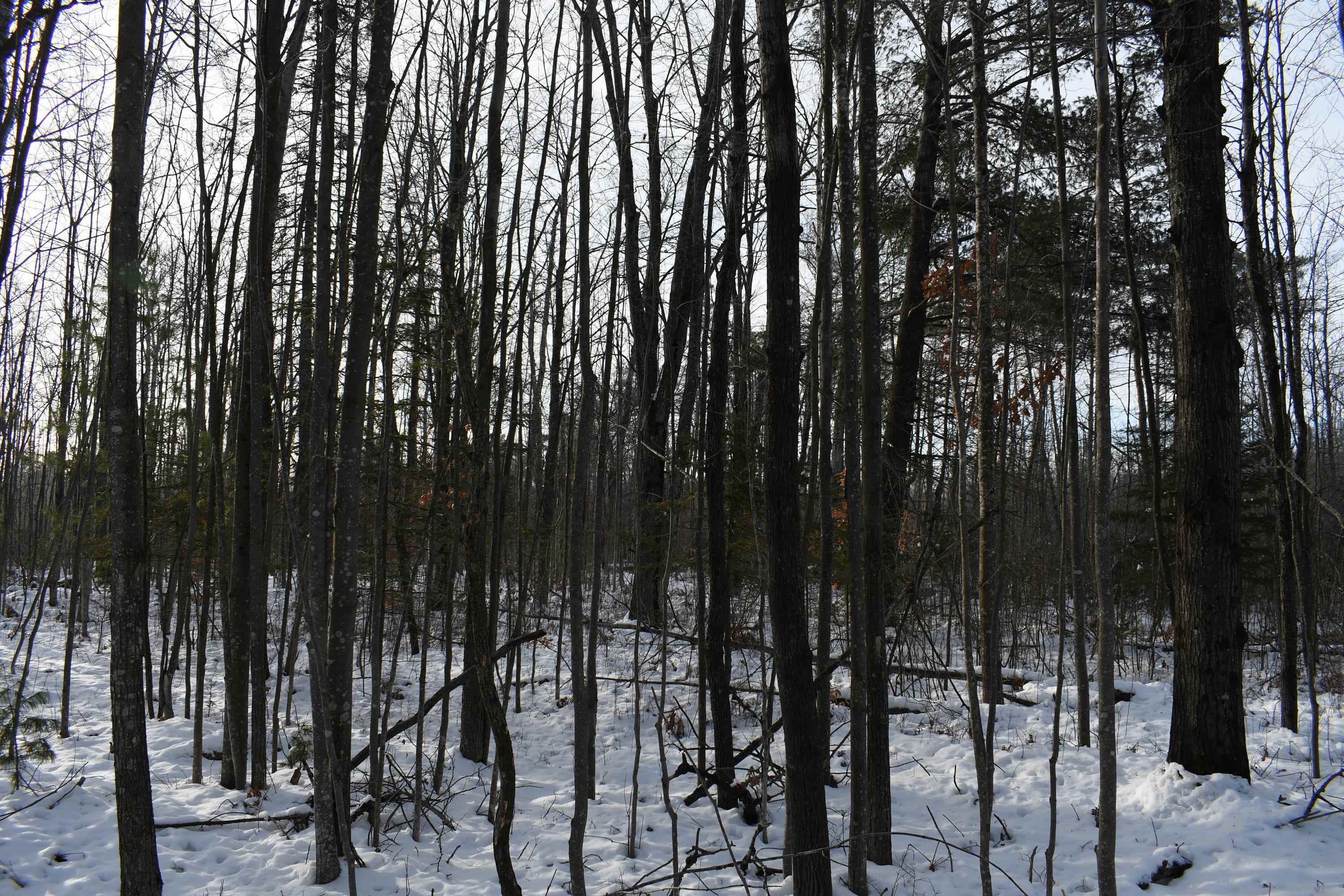 0 South Barlow Road Mikado, MI 48745 - Photo 22 of 28