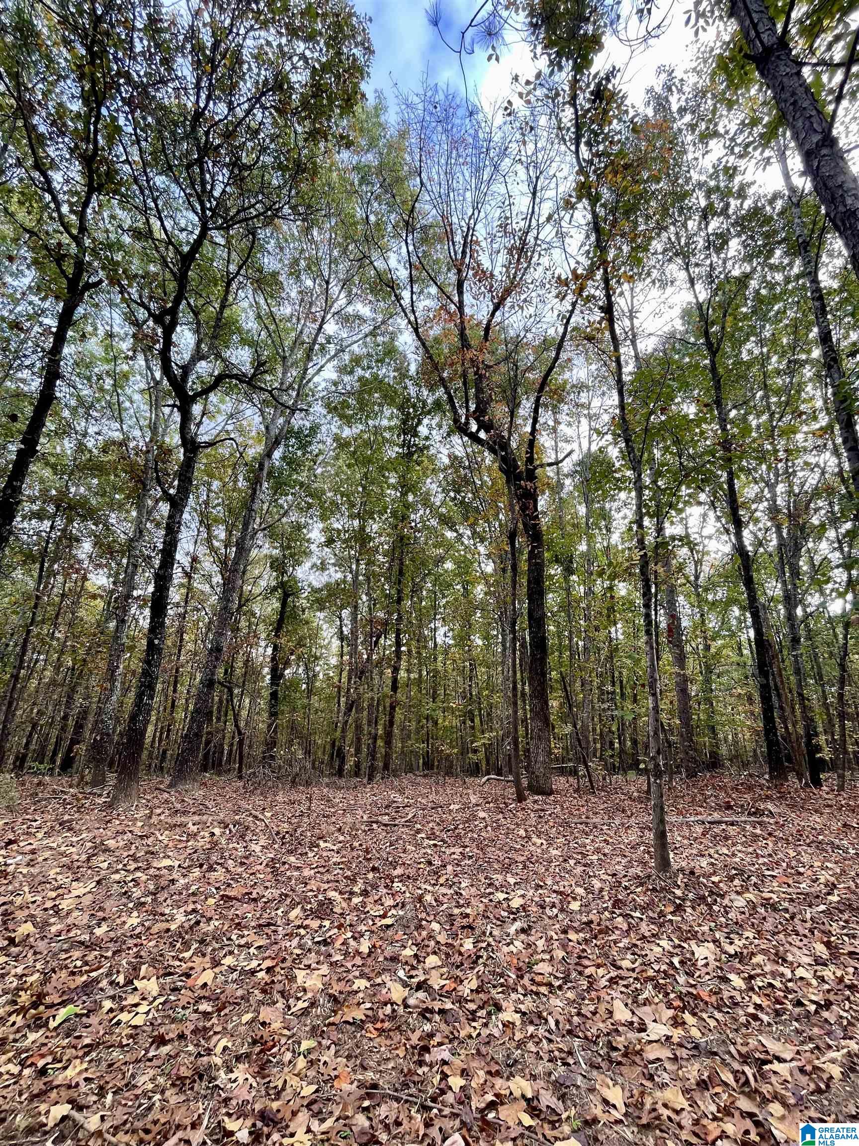 4348 County Road 25, Unit 1 Heflin, AL 36264 - Photo 8 of 22