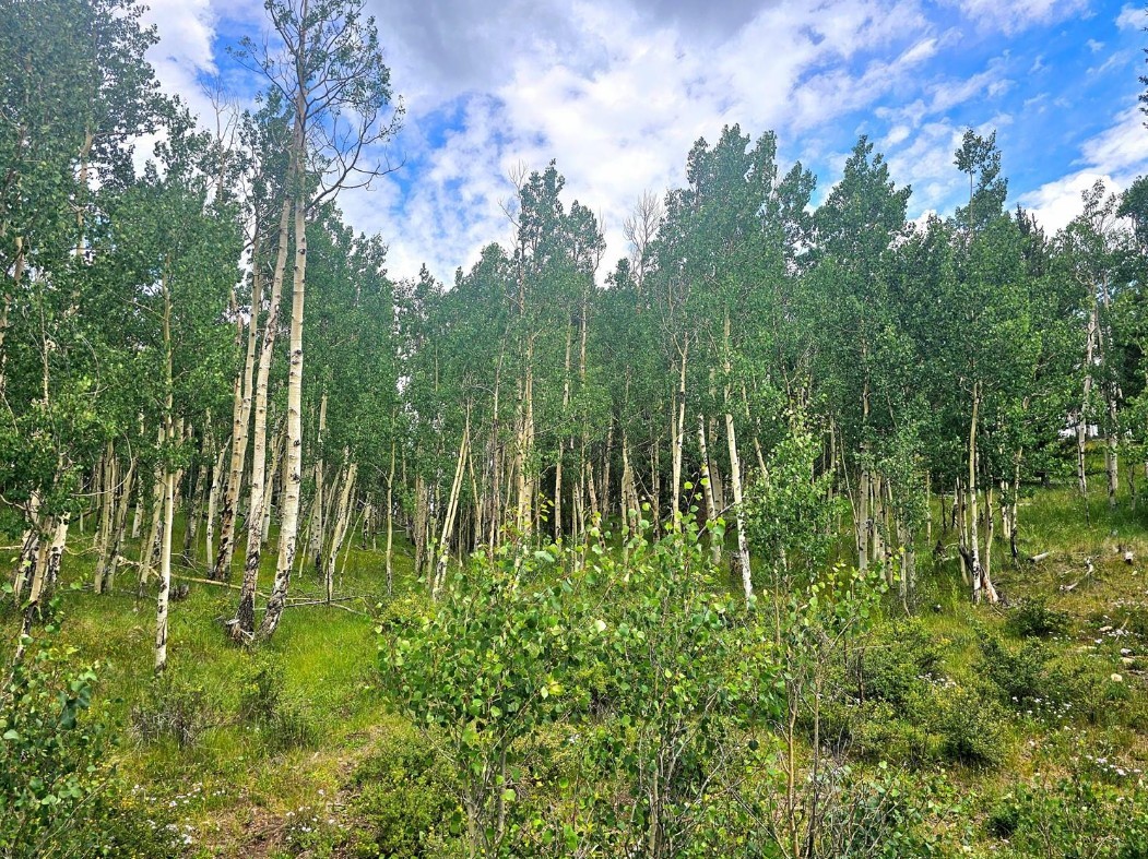 295 Silver Plume Road Alma, CO 80420 - Photo 15 of 17 Gallery Image 15