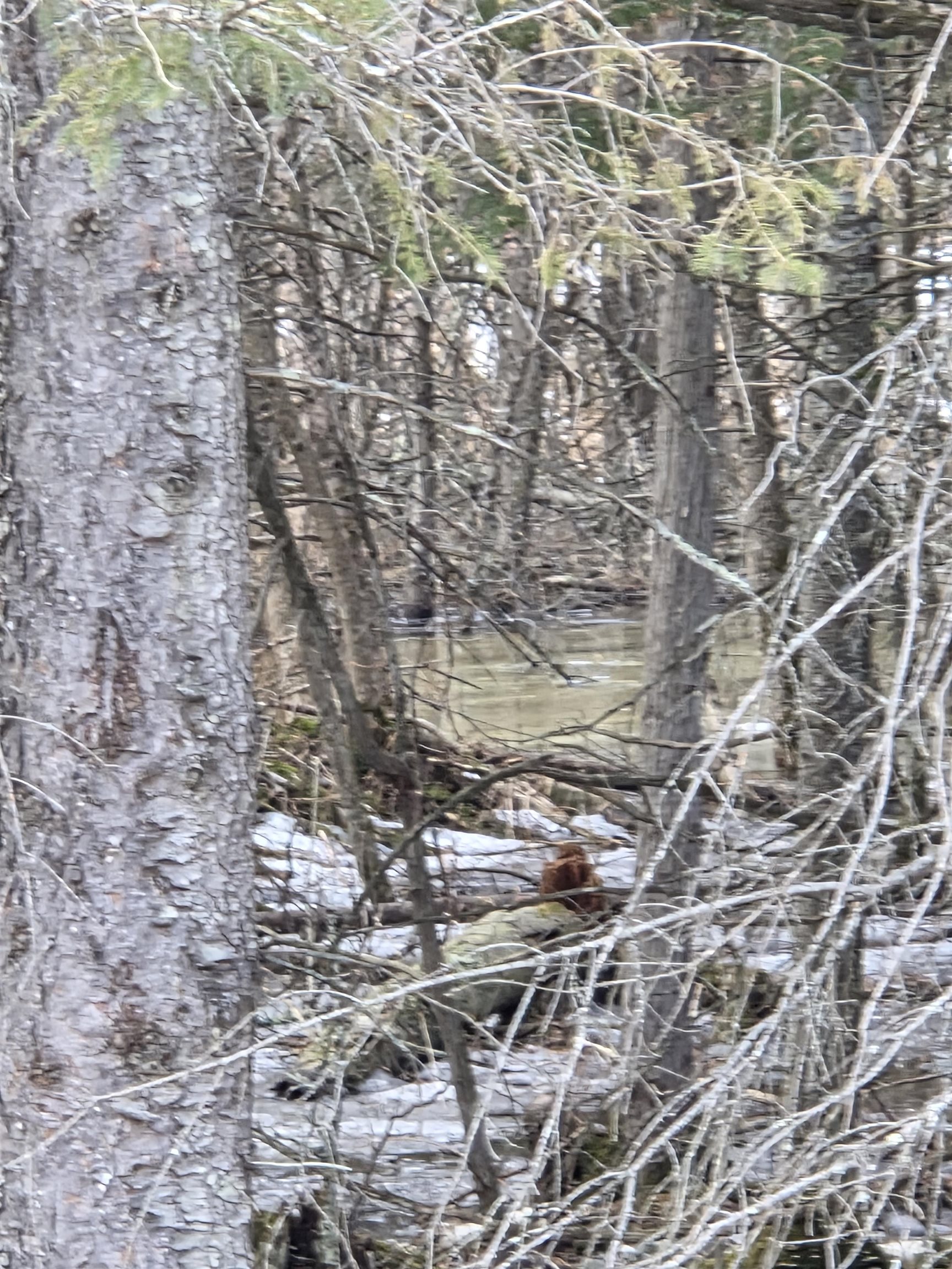 N14181 Highway 141 Amberg, WI 54102 - Photo 49 of 51