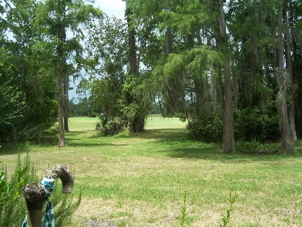 a view of a park with large trees