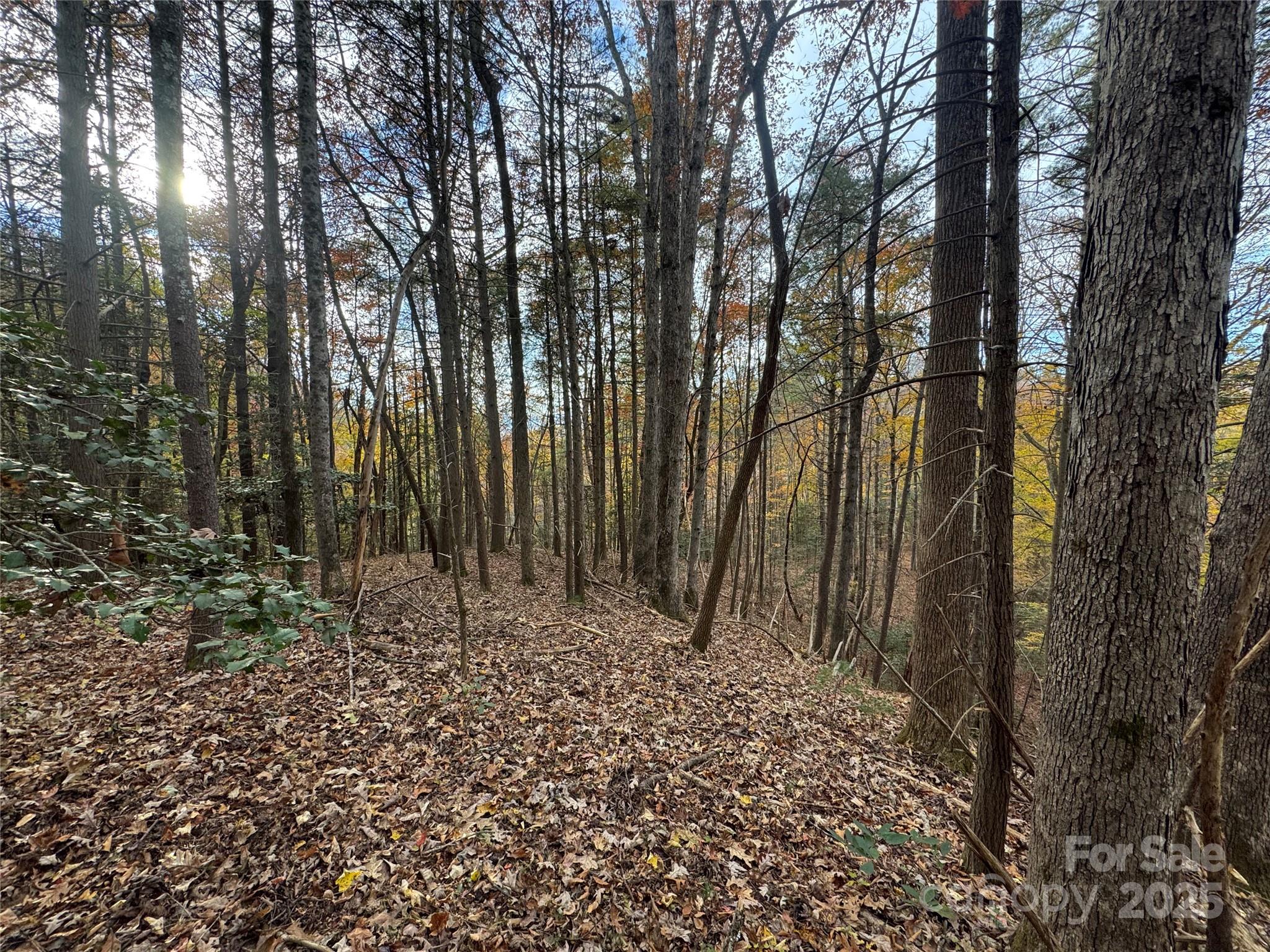 Tbd Winkler Way Road Lenoir, NC 28645 - Photo 11 of 46 a view of outdoor space and tree