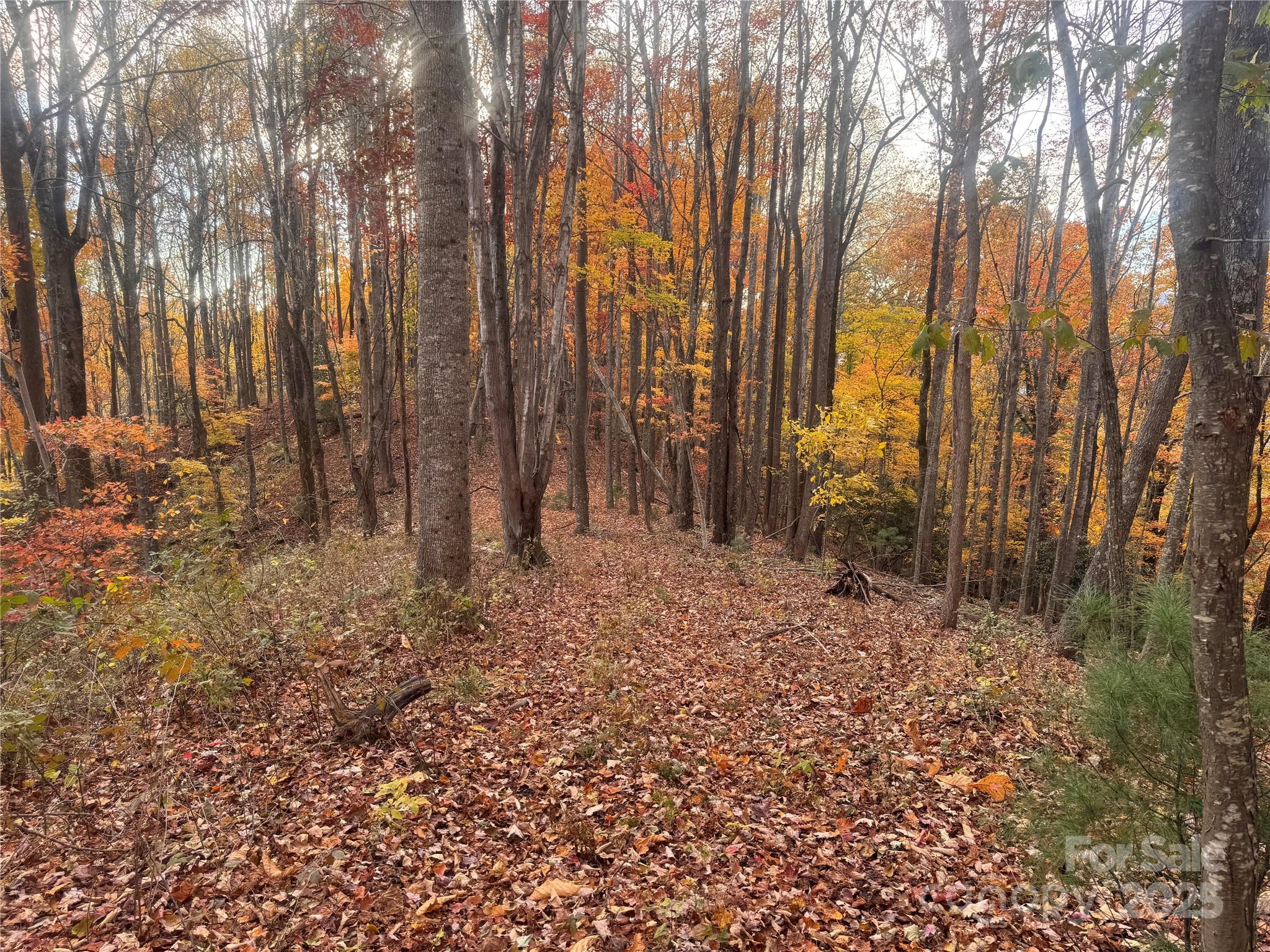 Tbd Winkler Way Road Lenoir, NC 28645 - Photo 15 of 46 a view of outdoor space with trees