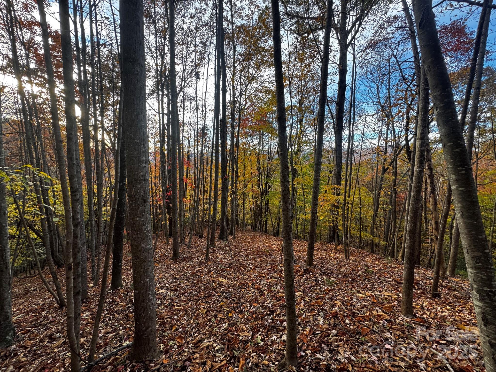 Tbd Winkler Way Road Lenoir, NC 28645 - Photo 16 of 46 a view of outdoor space with lots of trees