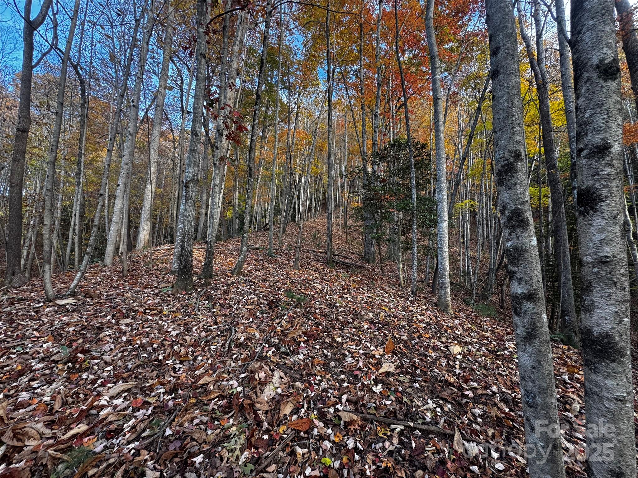 Tbd Winkler Way Road Lenoir, NC 28645 - Photo 17 of 46 a view of a forest with trees