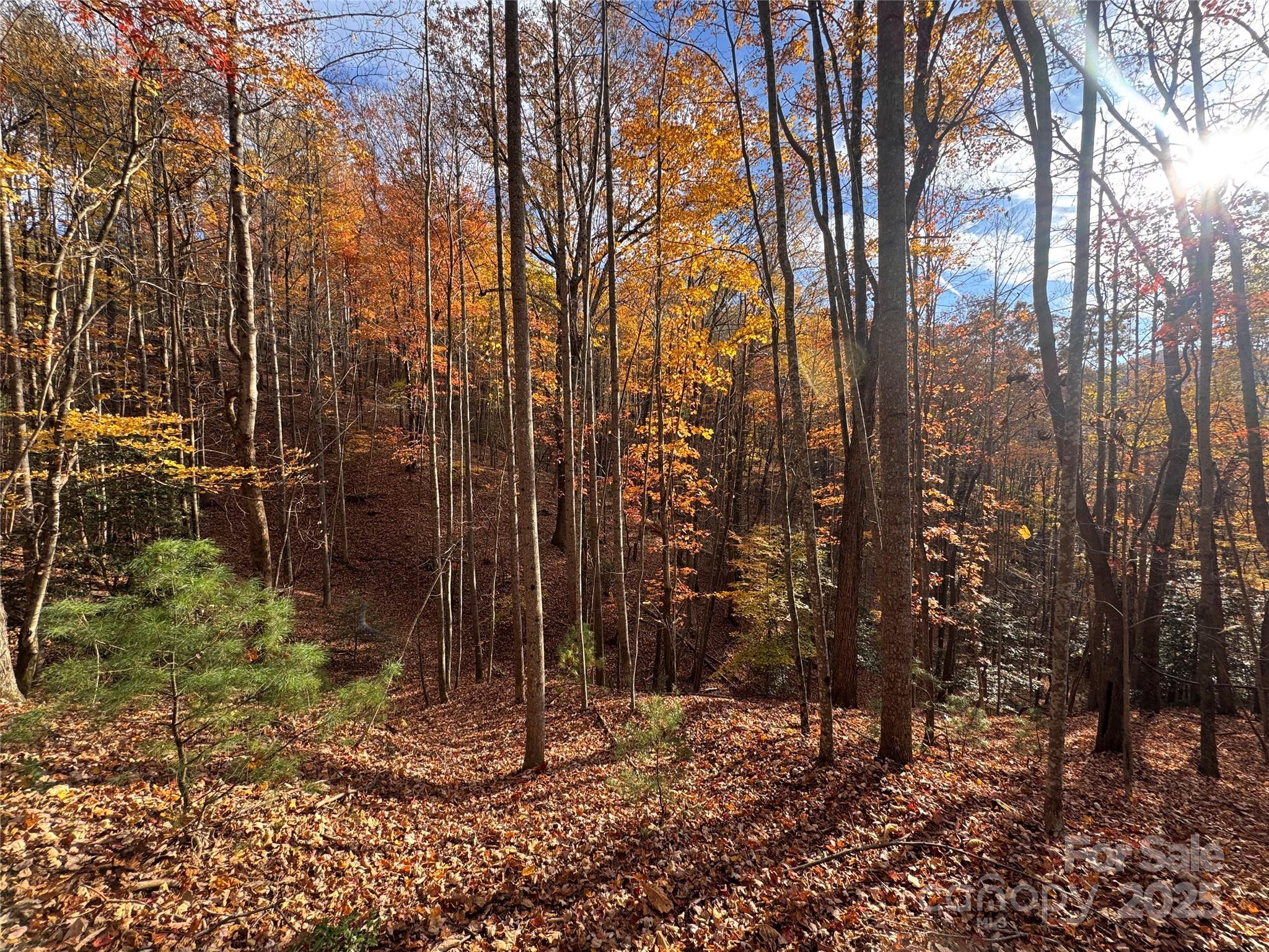 Tbd Winkler Way Road Lenoir, NC 28645 - Photo 2 of 46 a view of a forest