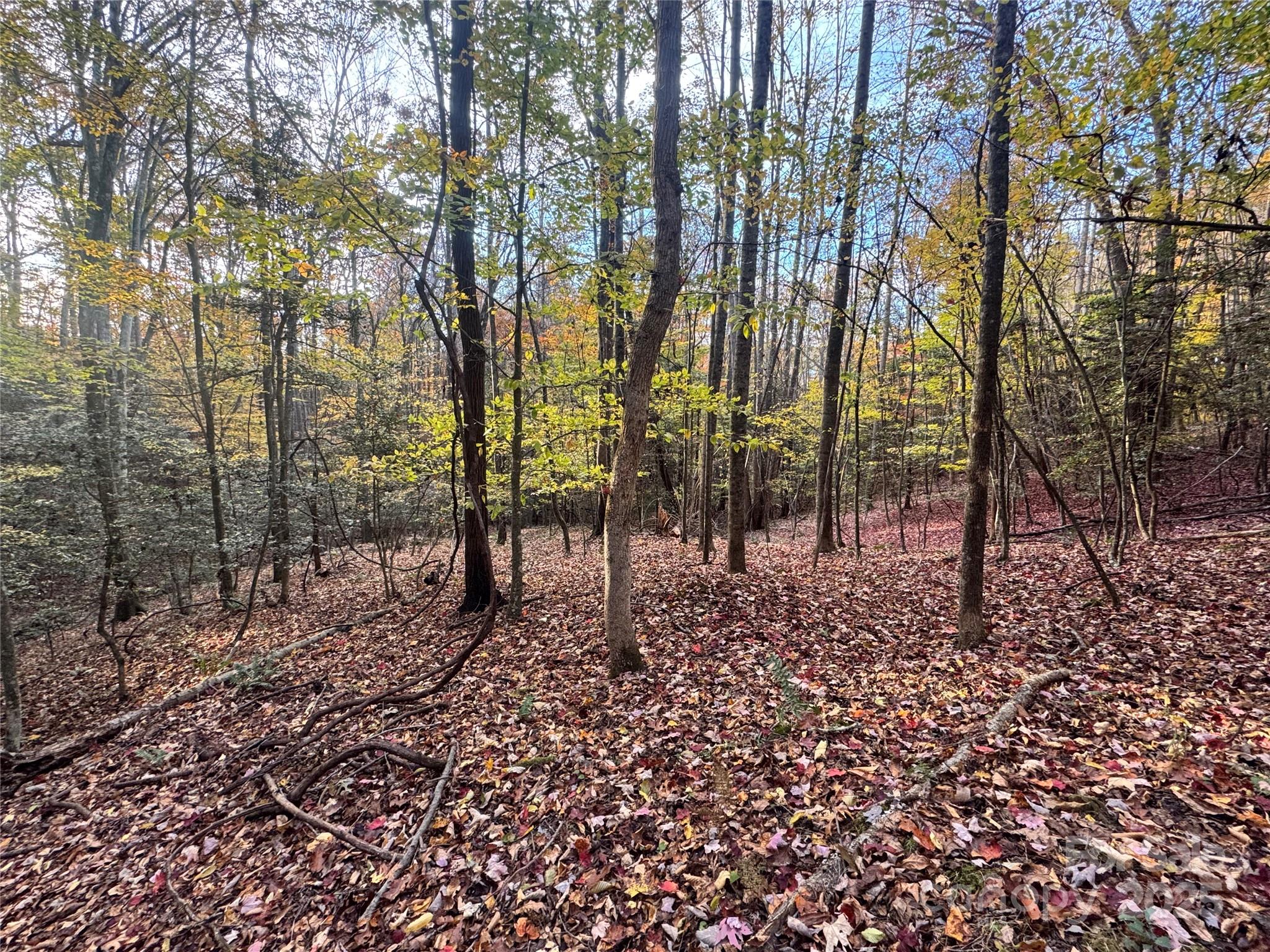 Tbd Winkler Way Road Lenoir, NC 28645 - Photo 21 of 46 a view of a forest filled with trees