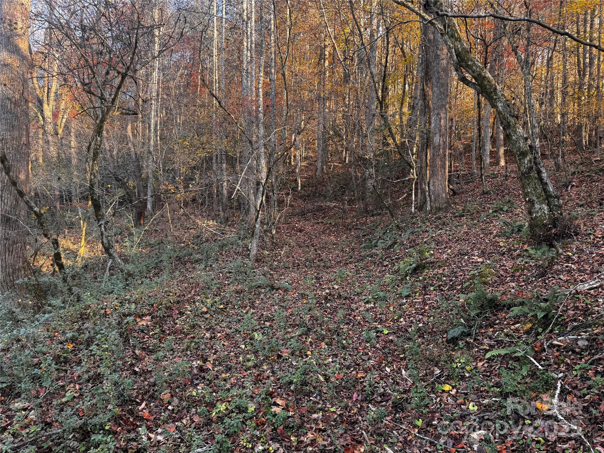 Tbd Winkler Way Road Lenoir, NC 28645 - Photo 23 of 46 a view of a forest with trees in the background