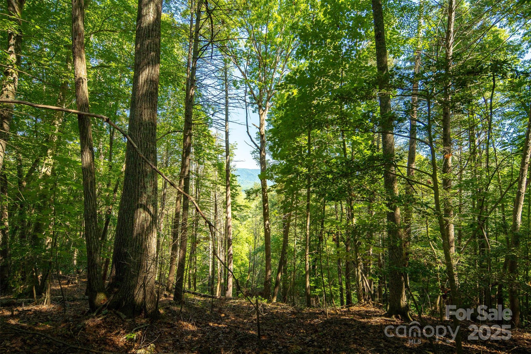 Tbd Winkler Way Road Lenoir, NC 28645 - Photo 25 of 46 a view of forest