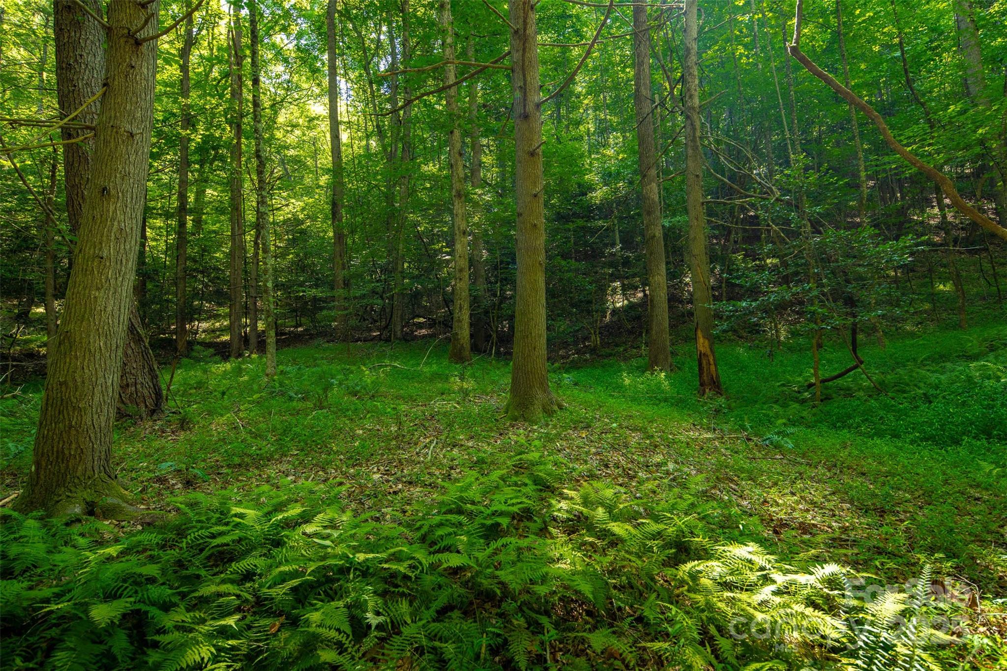 Tbd Winkler Way Road Lenoir, NC 28645 - Photo 26 of 46 a view of a lush green forest
