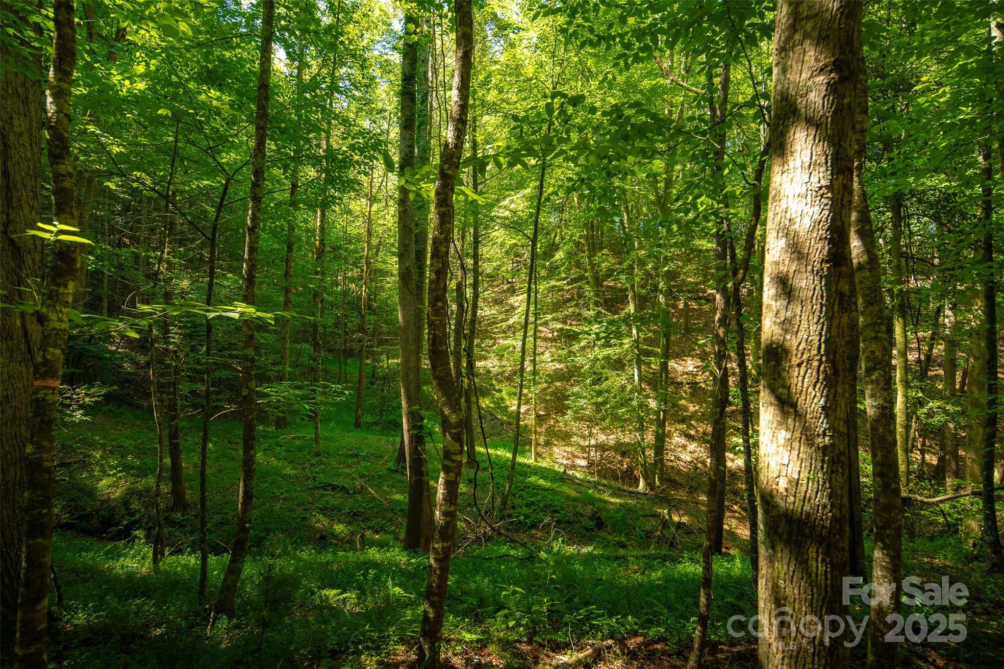 Tbd Winkler Way Road Lenoir, NC 28645 - Photo 27 of 46 a view of forest