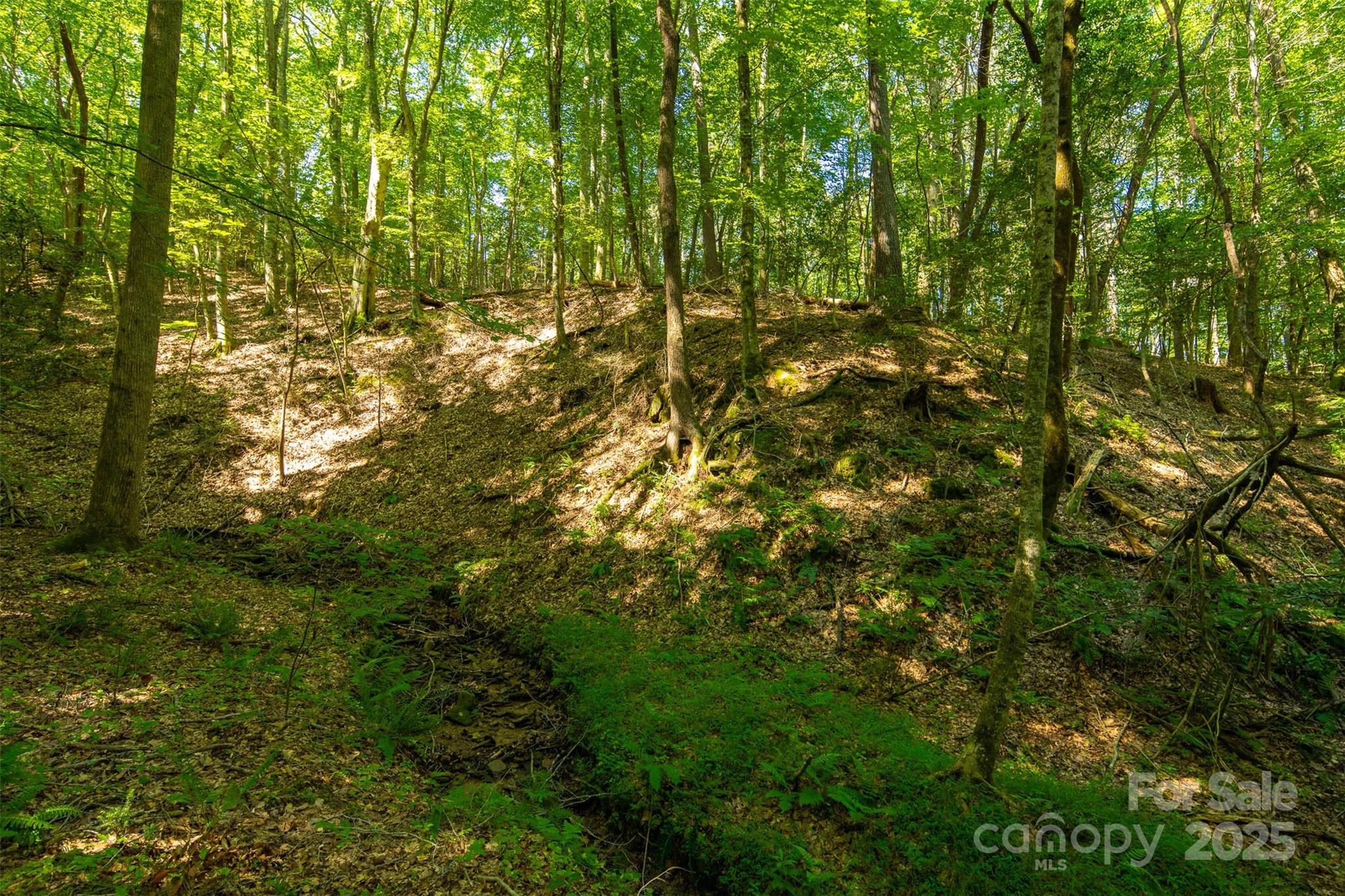 Tbd Winkler Way Road Lenoir, NC 28645 - Photo 29 of 46 a view of a yard with plants and large trees