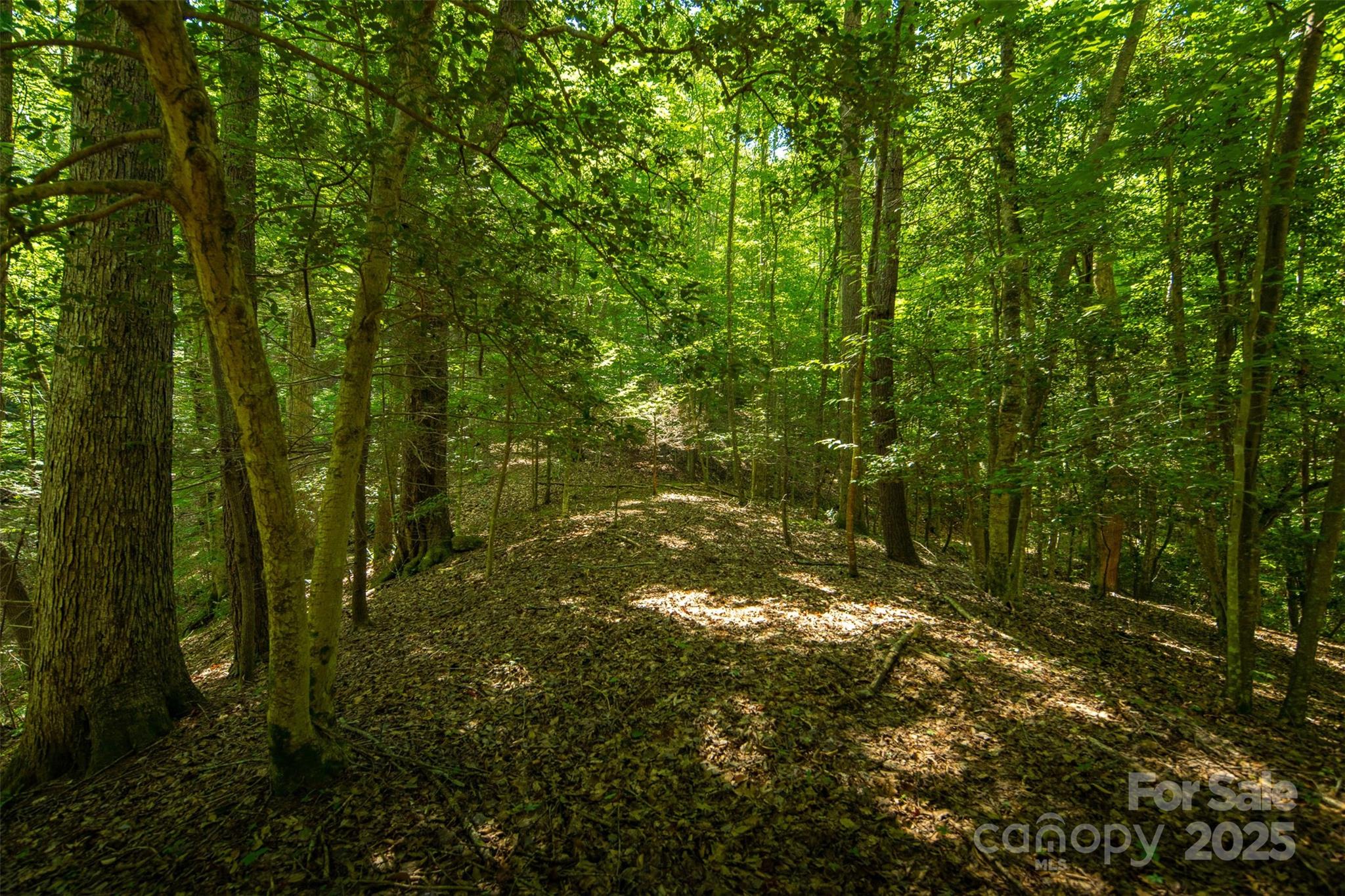 Tbd Winkler Way Road Lenoir, NC 28645 - Photo 30 of 46 a view of forest