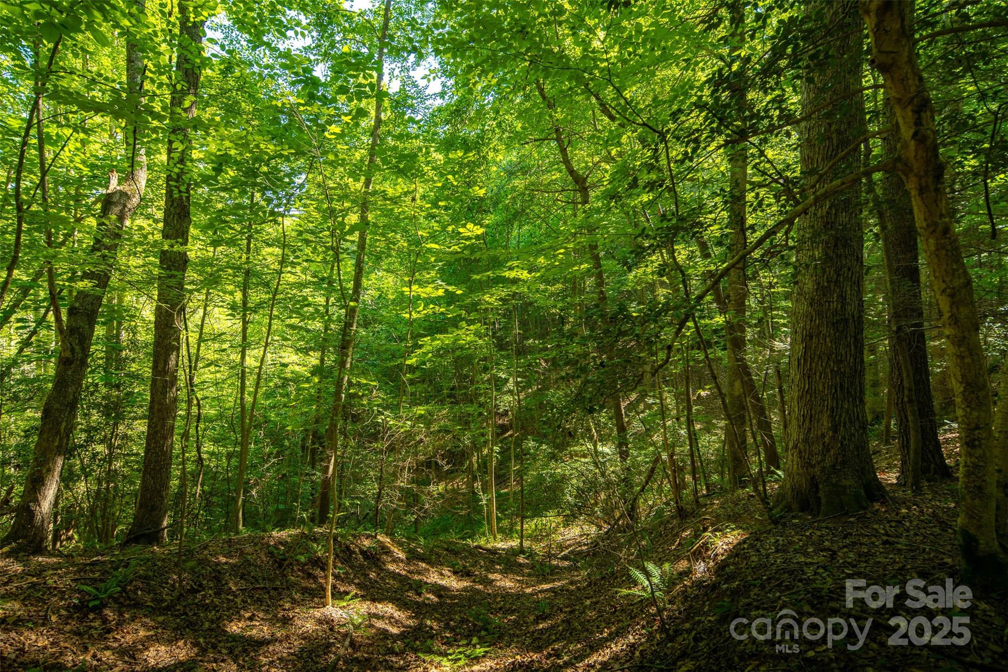 Tbd Winkler Way Road Lenoir, NC 28645 - Photo 36 of 46 a view of a forest