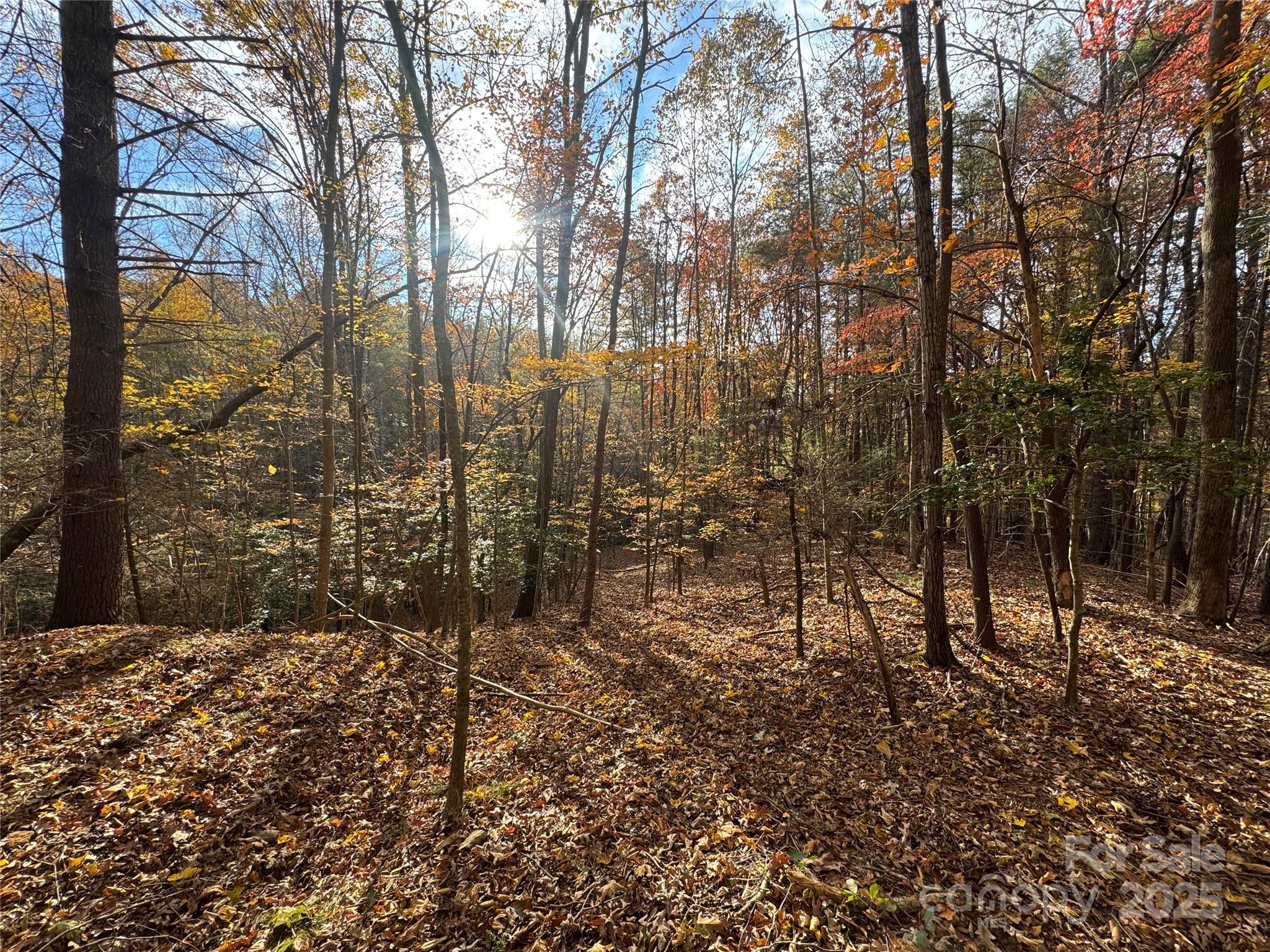 Tbd Winkler Way Road Lenoir, NC 28645 - Photo 8 of 46 a view of a yard with lots of trees