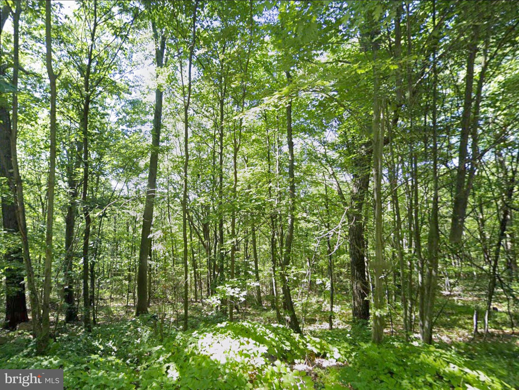 0 Weavers Wood Road Saxton, PA 16678 - Photo 4 of 13