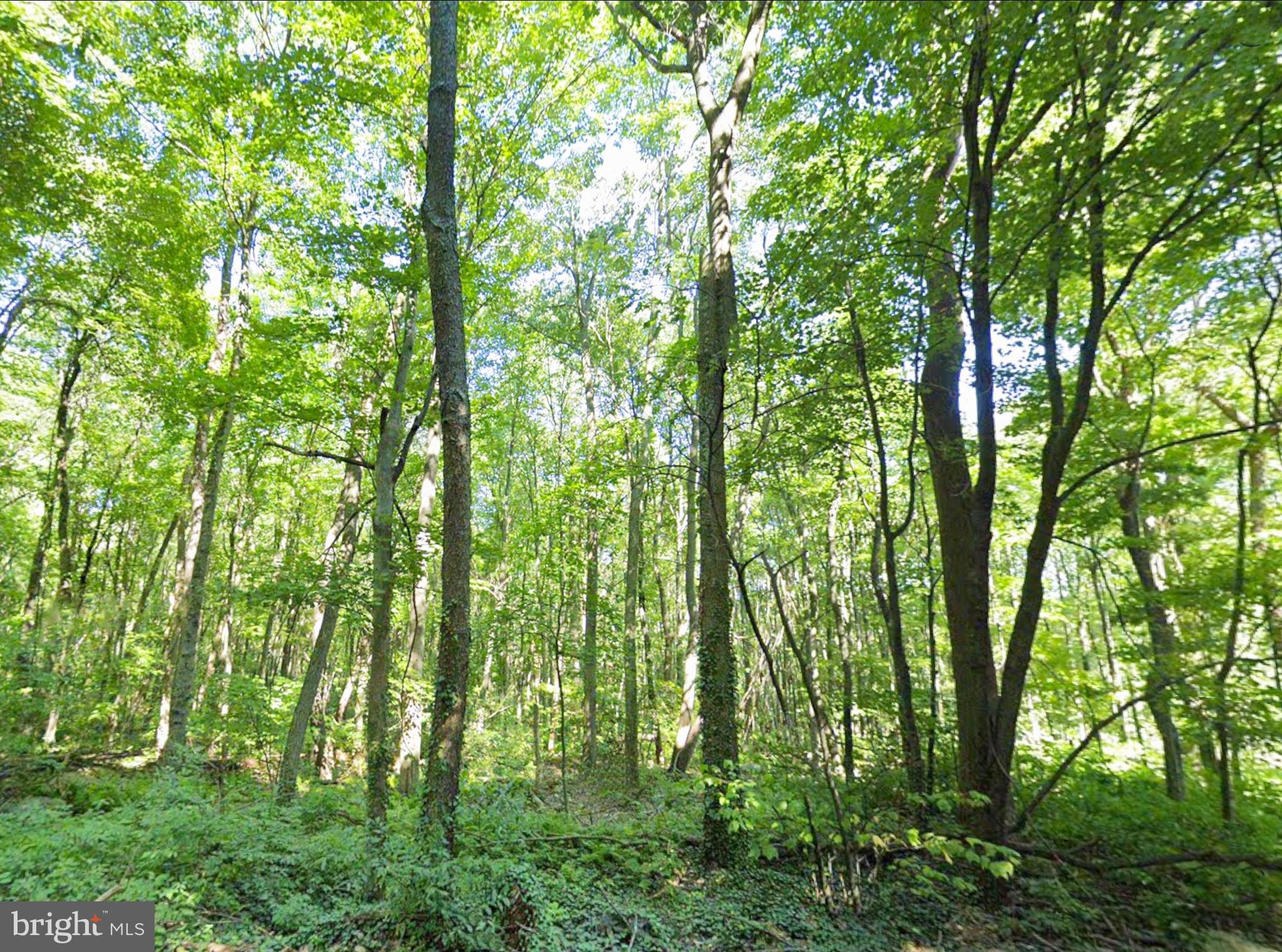 0 Weavers Wood Road Saxton, PA 16678 - Photo 6 of 13