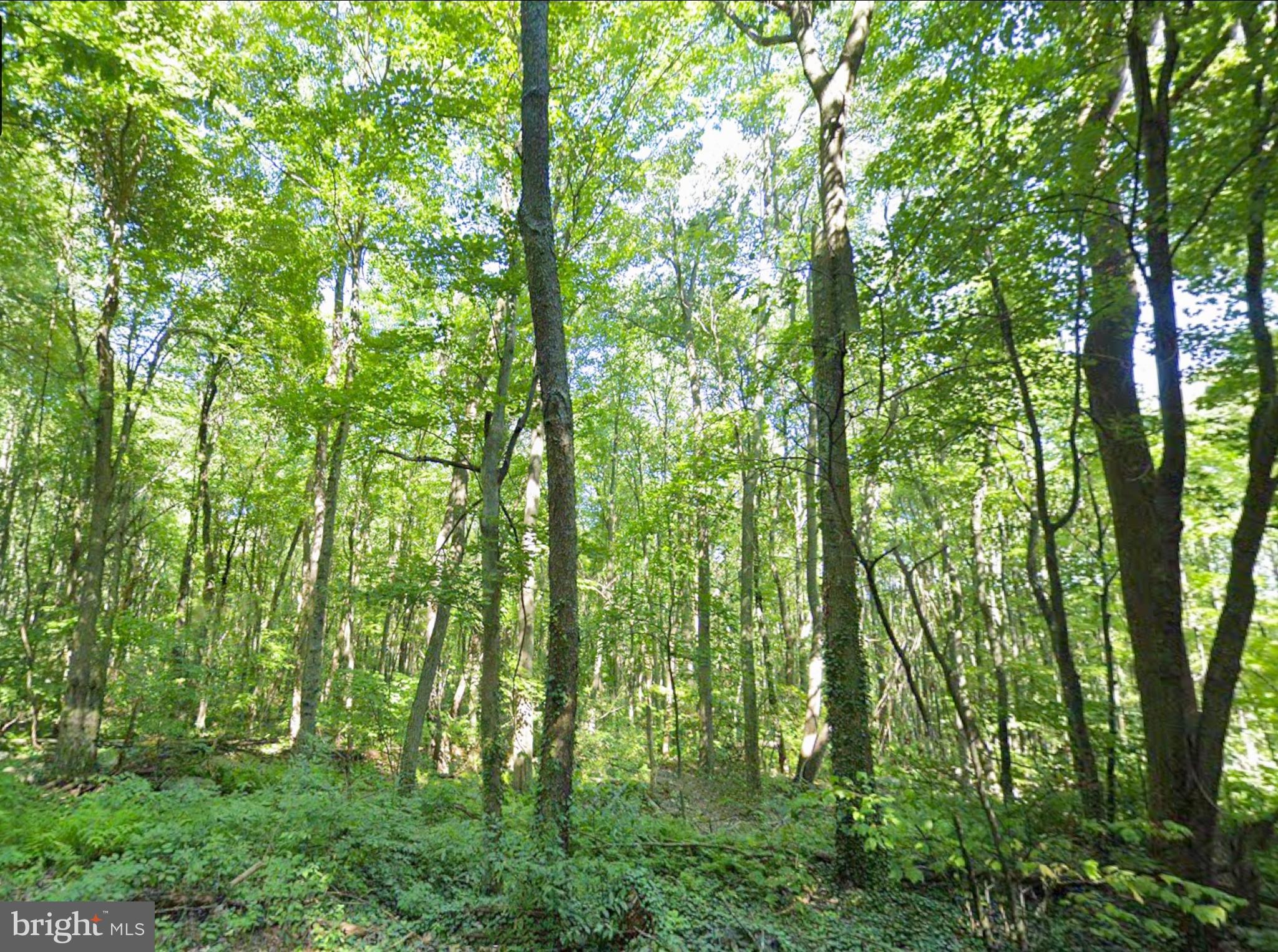 0 Weavers Wood Road Saxton, PA 16678 - Photo 7 of 13