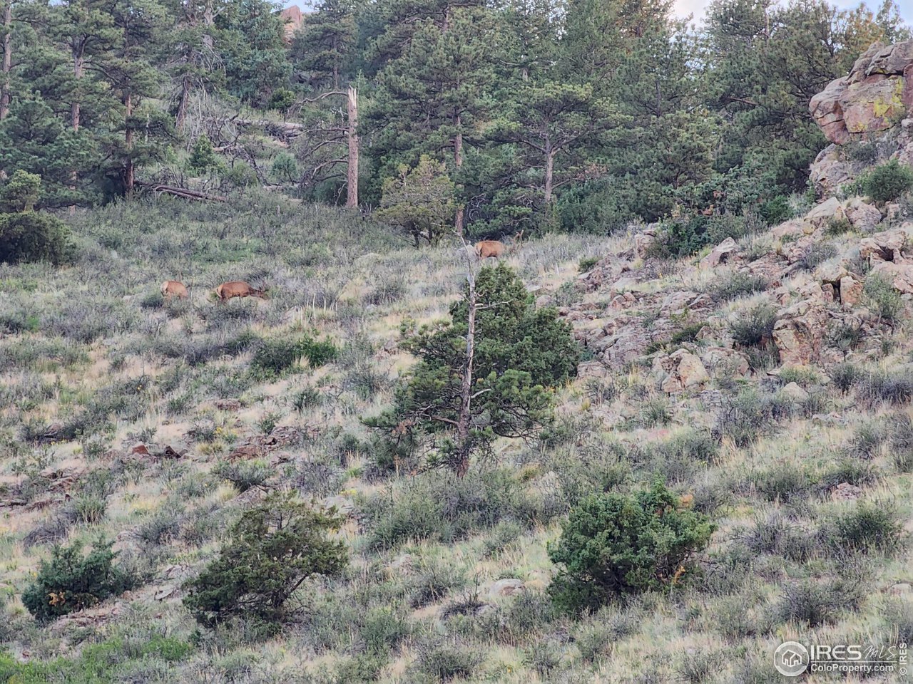 2001 Obenchain Road Laporte, CO 80535 - Photo 5 of 39