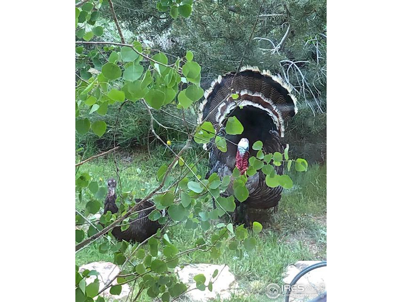 2001 Obenchain Road Laporte, CO 80535 - Photo 7 of 39