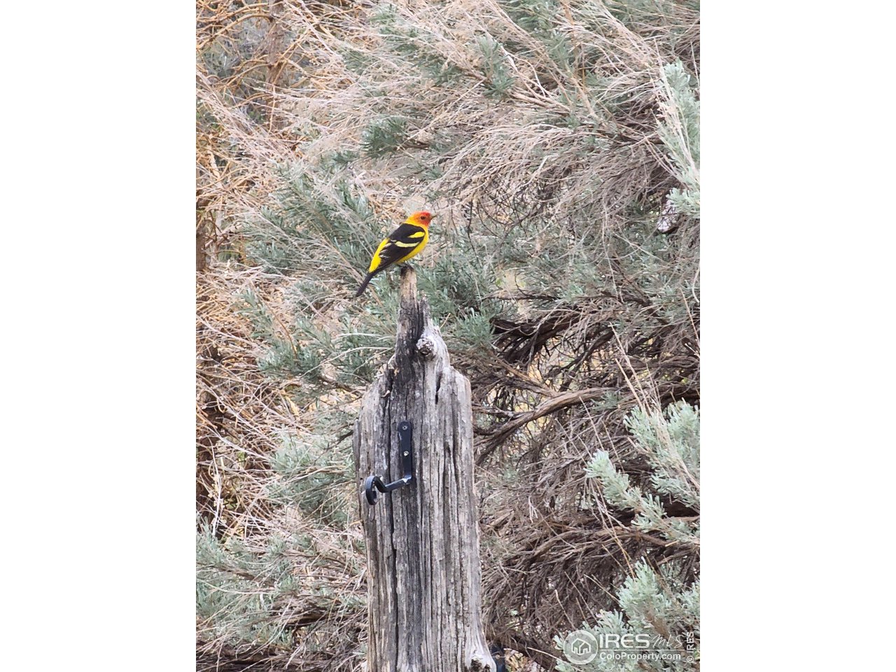 2001 Obenchain Road Laporte, CO 80535 - Photo 8 of 39